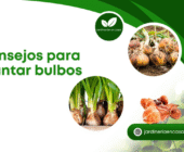 Consejos para plantar bulbos