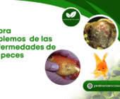 Ahora hablemos de las enfermedades de los peces.