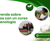 Aprende sobre vinos con un curso de enología.
