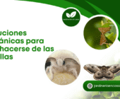 Soluciones orgánicas para deshacerse de las polillas.