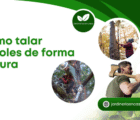 Cómo talar árboles de forma segura.