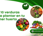Las 10 verduras para plantar en tu primer huerto.