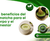 Los beneficios del té matcha para el cuerpo y el bienestar.