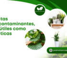 Plantas descontaminantes, tan útiles como estéticas
