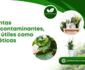 Plantas descontaminantes, tan útiles como estéticas