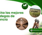 Visita las mejores bodegas de Francia.