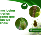¿Cómo luchar contra los pulgones que asolan tus jardines?
