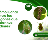 ¿Cómo luchar contra los pulgones que asolan tus jardines?