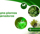 Adopta plantas oxigenadoras