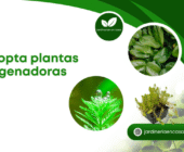 Adopta plantas oxigenadoras