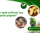 ¿Por qué cultivar tus propias papas?