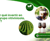 ¿Por qué invertir en un grupo vitivinícola, GFV?
