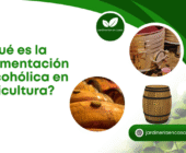 ¿Qué es la fermentación alcohólica en viticultura?