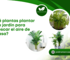 ¿Qué plantas plantar en tu jardín para refrescar el aire de tu casa?